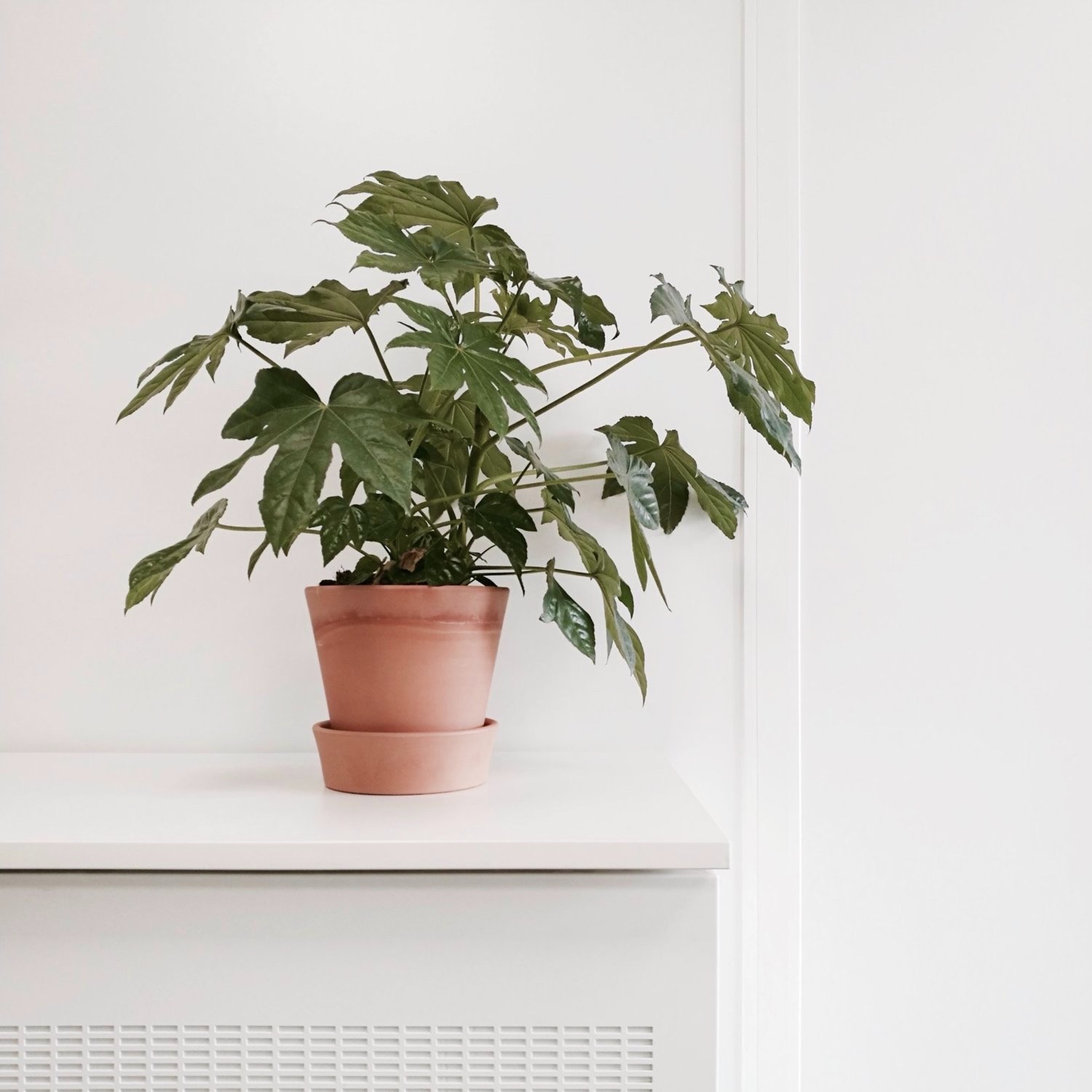 Een groene kamerplant in een terracottapot op een witte kast tegen een witte muur.